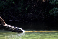 02RC - Crocodiles, Alligators and Caimans