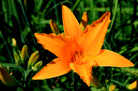 08FLO - Orange Lilies