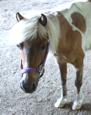 02ME JRR Pony VA 130717-A