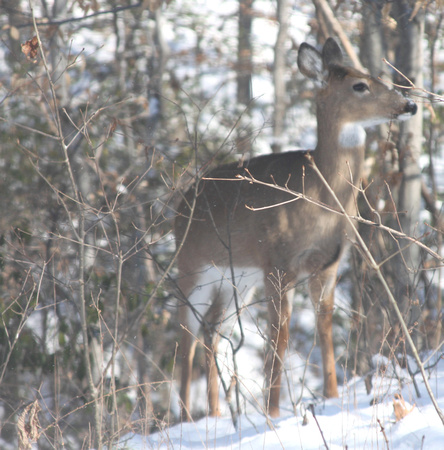 02MB JRR Deer in Winter VA 130124-G