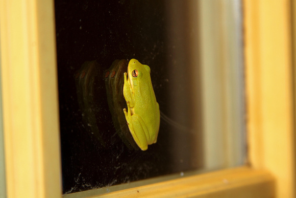 02A JRR Frog on a Window 130520-G