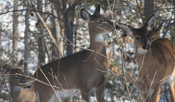 02MB JRR Deer in Winter VA 130124-K