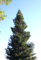 08D - Pine  & Coniferous Trees