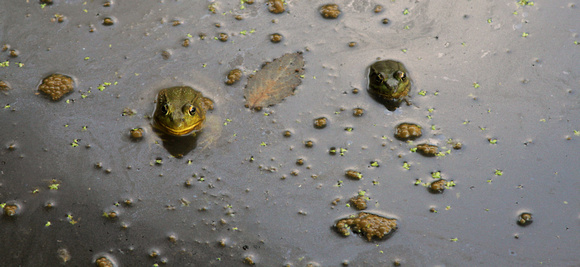 02A JRR Frogs 130821-B