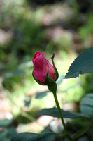 08FR - Roses