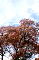 08TA - Autumn/Fall Foliage
