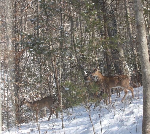 02MB JRR Deer in Winter VA 130124-B