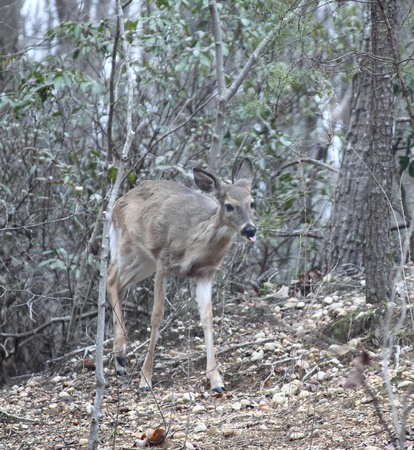 02MB JRR Deer in Winter VA 130130-C