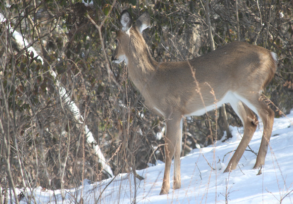02MB JRR Deer in Winter VA 130124-A