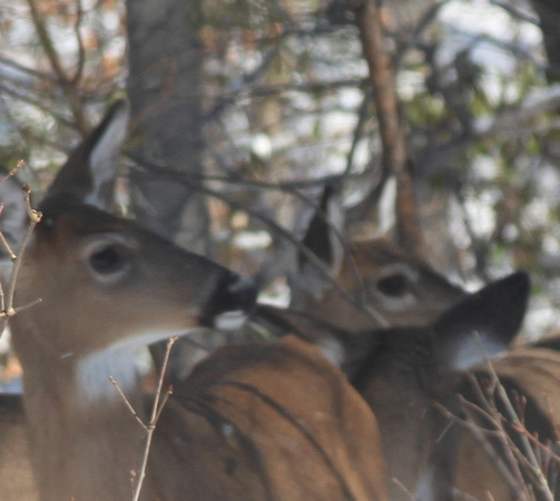 02MB JRR Deer in Winter VA 130124-L