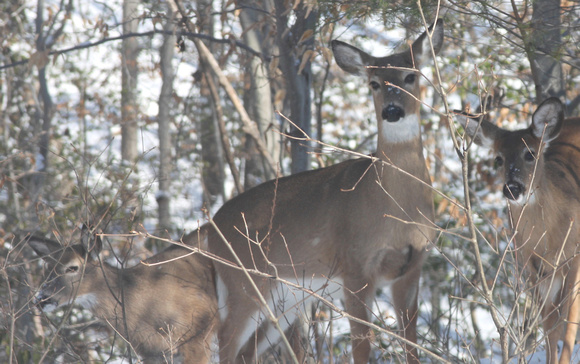 02MB JRR Deer in Winter VA 130124-J