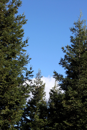 04N JRR Clouds & Trees VA 121224