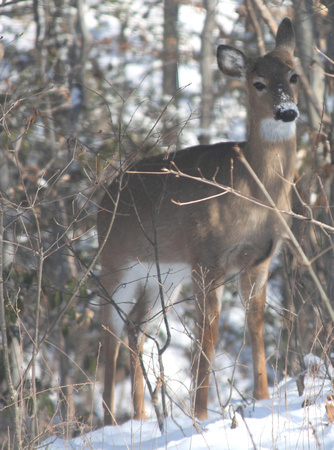 02MB JRR Deer in Winter VA 130124-E