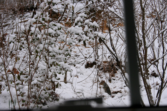 02MM JRR Squirrel in Snow VA 140325-A