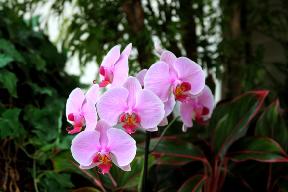 08FO JRR Orchids MD 140528-D