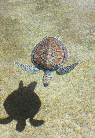 02RT JRR Green Sea Turtles GCM 150227-014