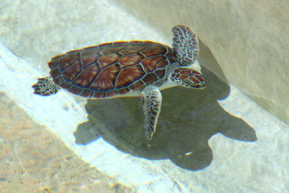 02RT JRR Green Sea Turtles GCM 150227-016