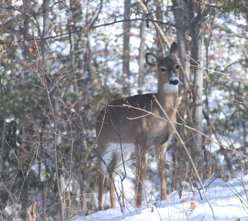 02MB JRR Deer in Winter VA 130124-D