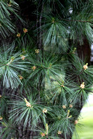 08T JRR Pine Ponderosa VA 140524-E