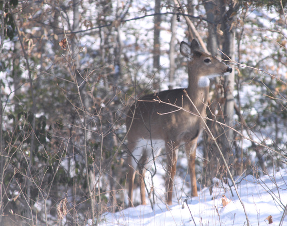 02MB JRR Deer in Winter VA 130124-F