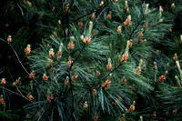 08T JRR Pine Ponderosa VA 140524-A