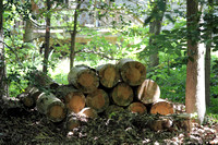 08U - Tree Trimmers & Loggers