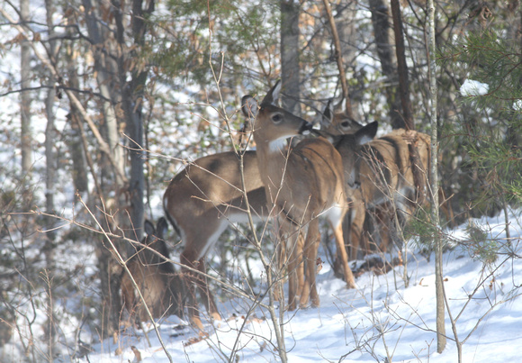 02MB JRR Deer in Winter VA 130124-M