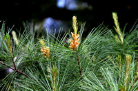 08T JRR Pine Ponderosa VA 140524-D