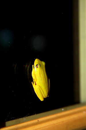02A JRR Frog on a Window 130520-A
