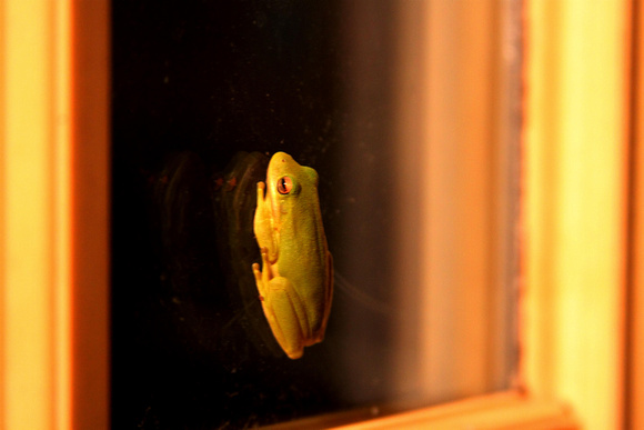 02A JRR Frog on a Window 130520-D