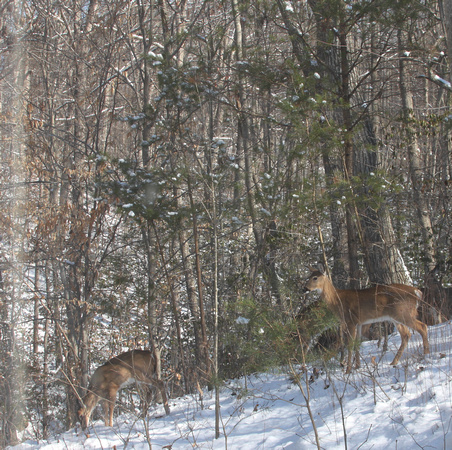 02MB JRR Deer in Winter VA 130124-C
