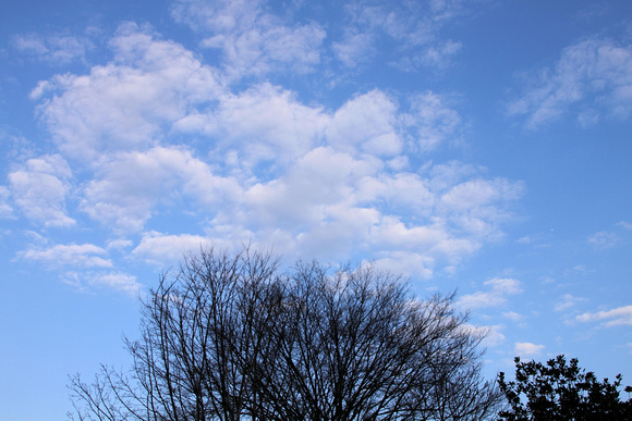 04N JRR Tree & Clouds VA 140412